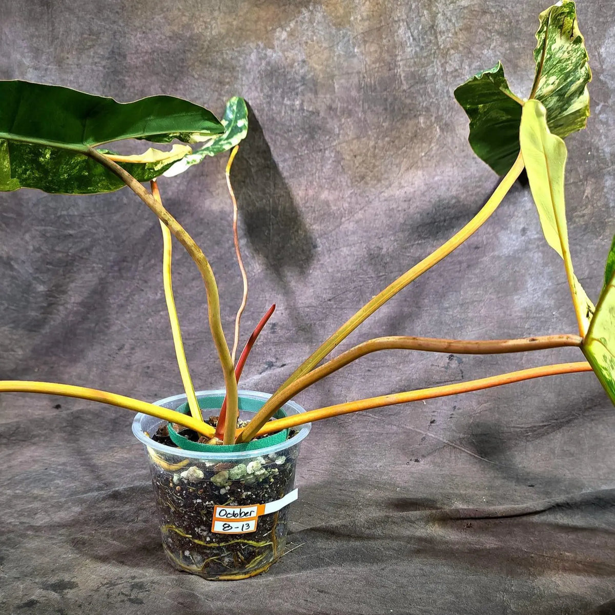 Philodendron Billietiae Variegated (Oct-8-13-ER)