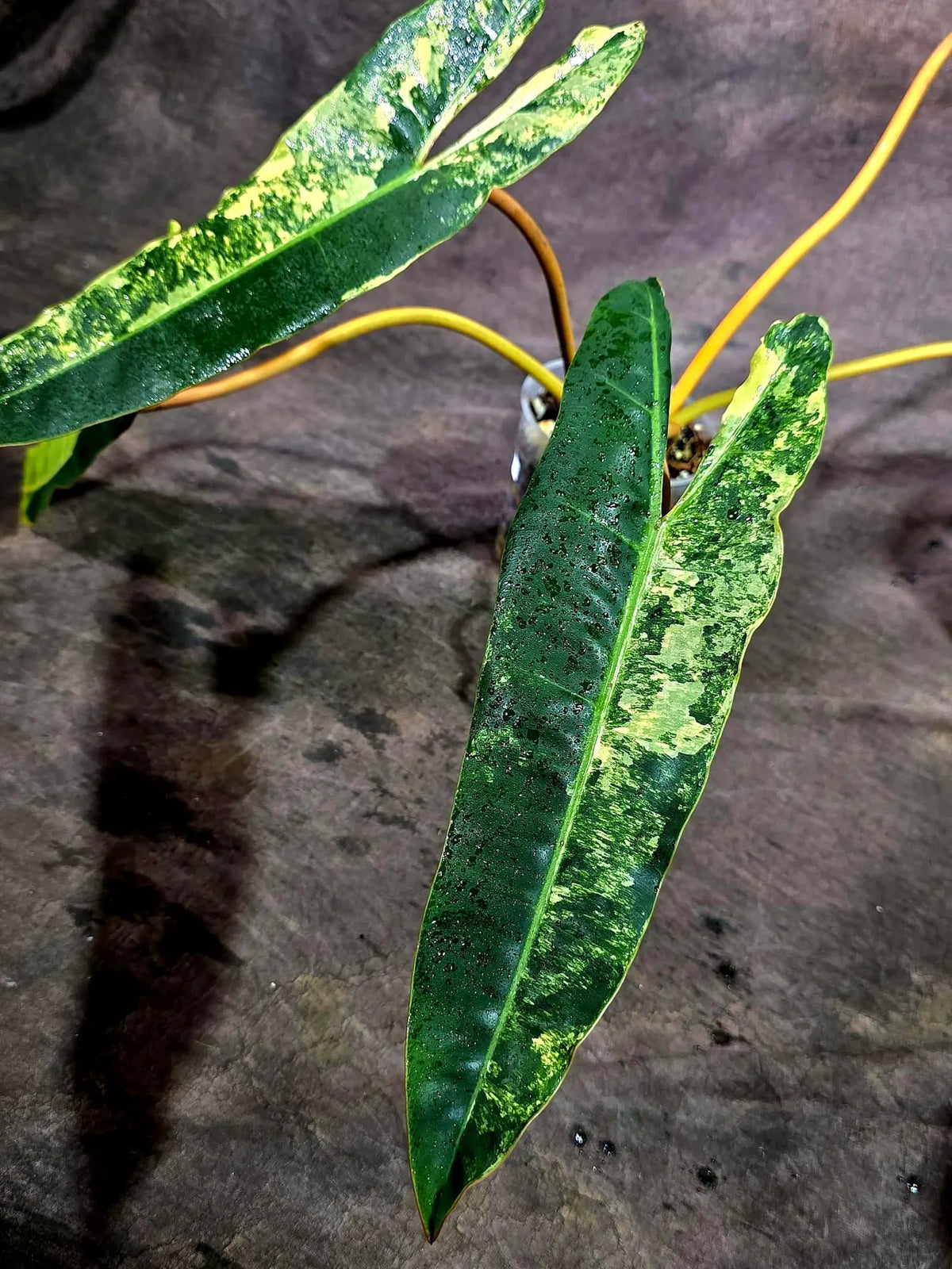 Philodendron Billietiae Variegated (Oct-8-14-ER)