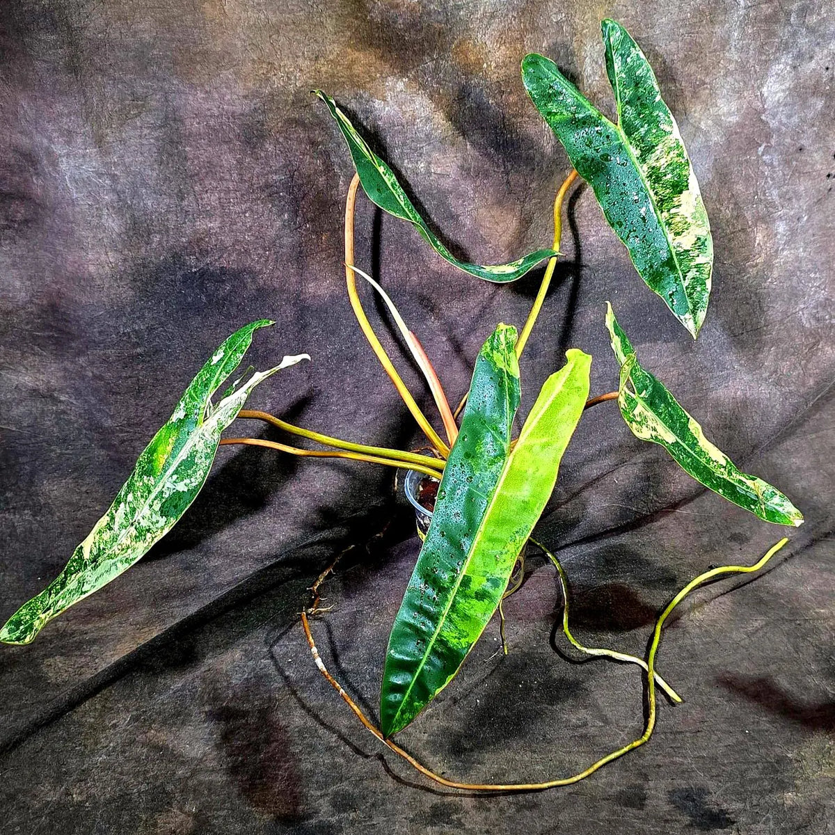 Philodendron Billietiae Variegated (Oct-8-17-ER)