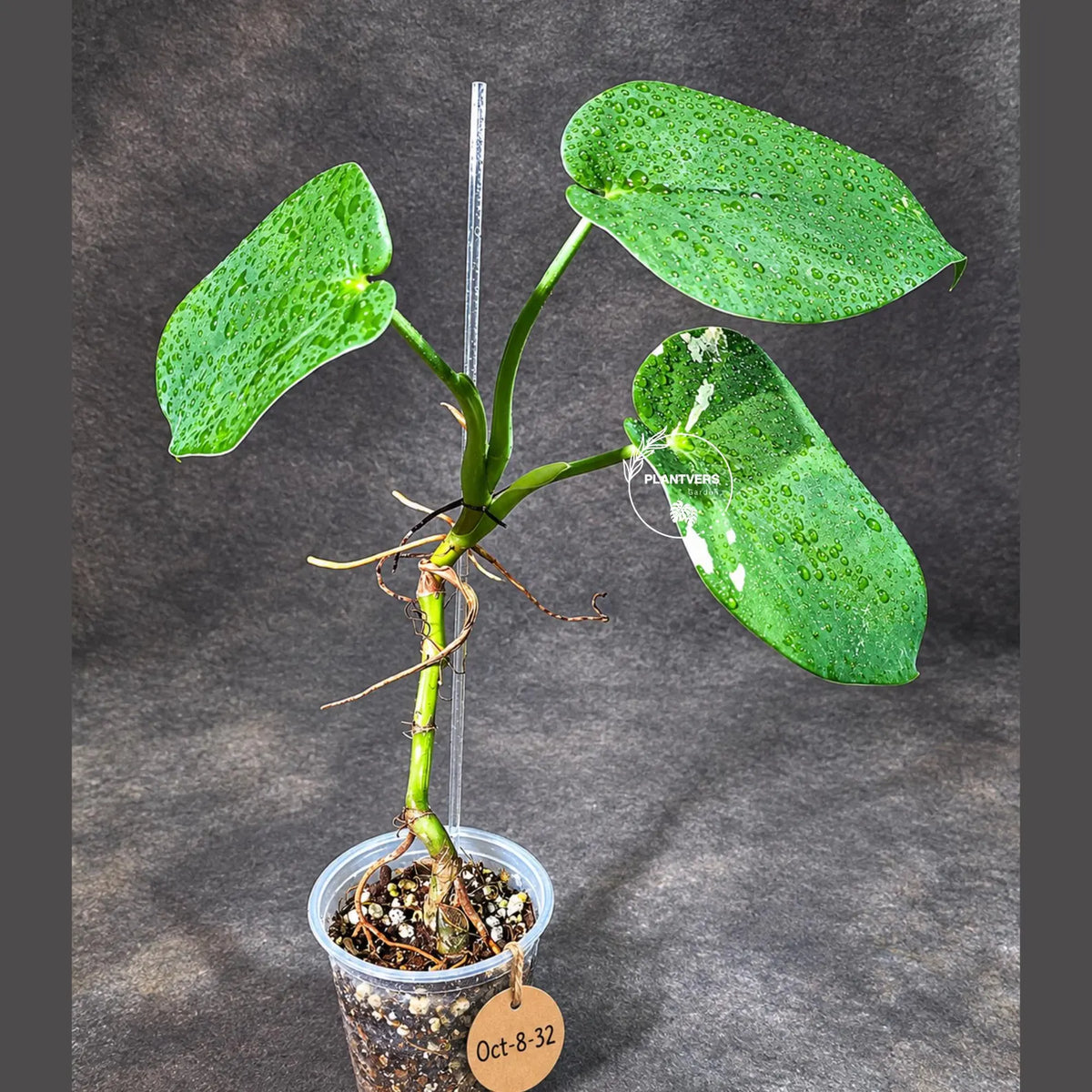 Syngonium Chiapense Albo Variegated (Oct-8-32)