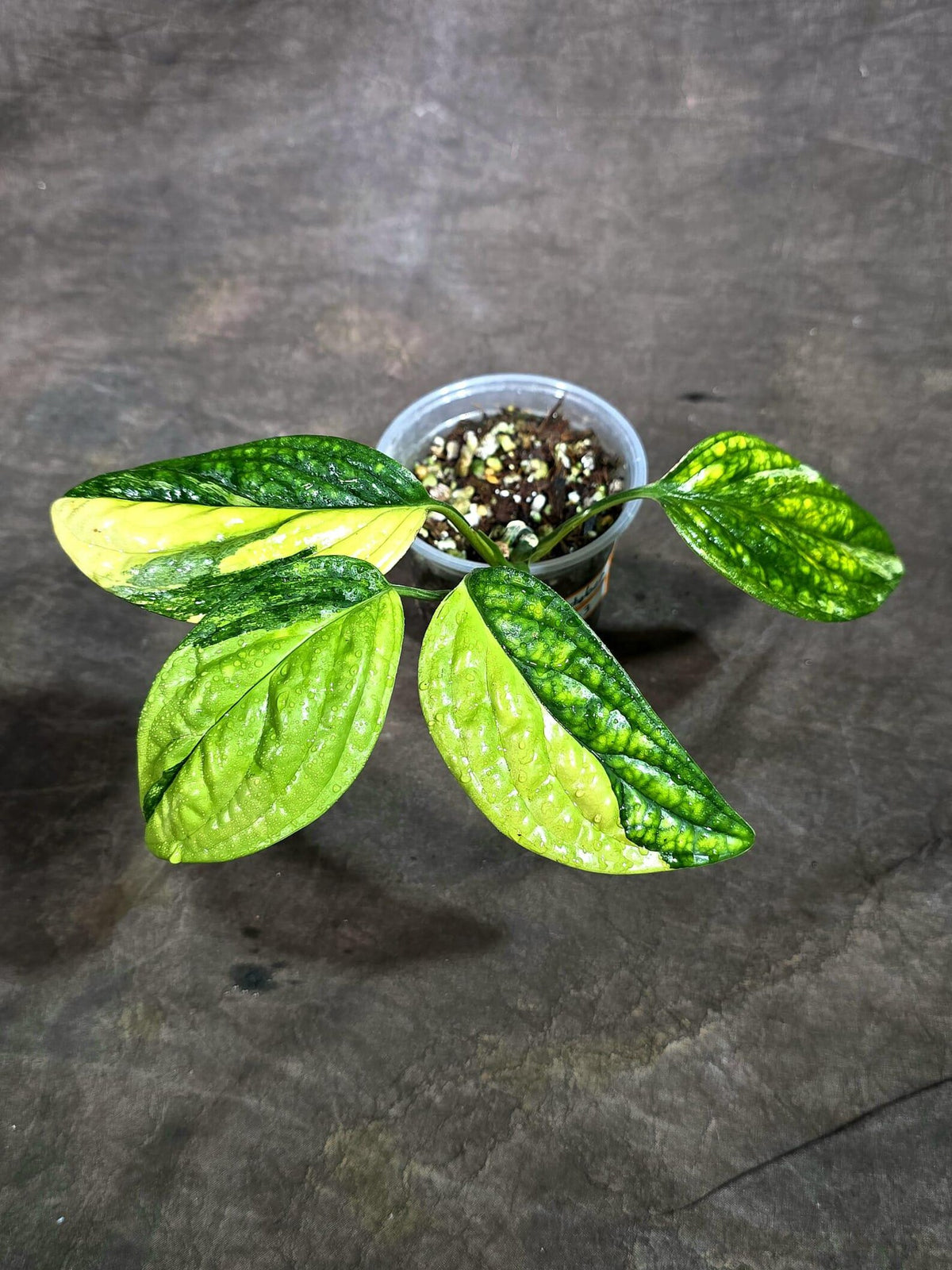 Monstera Peru Aurea Variegated (Oct-8-3)