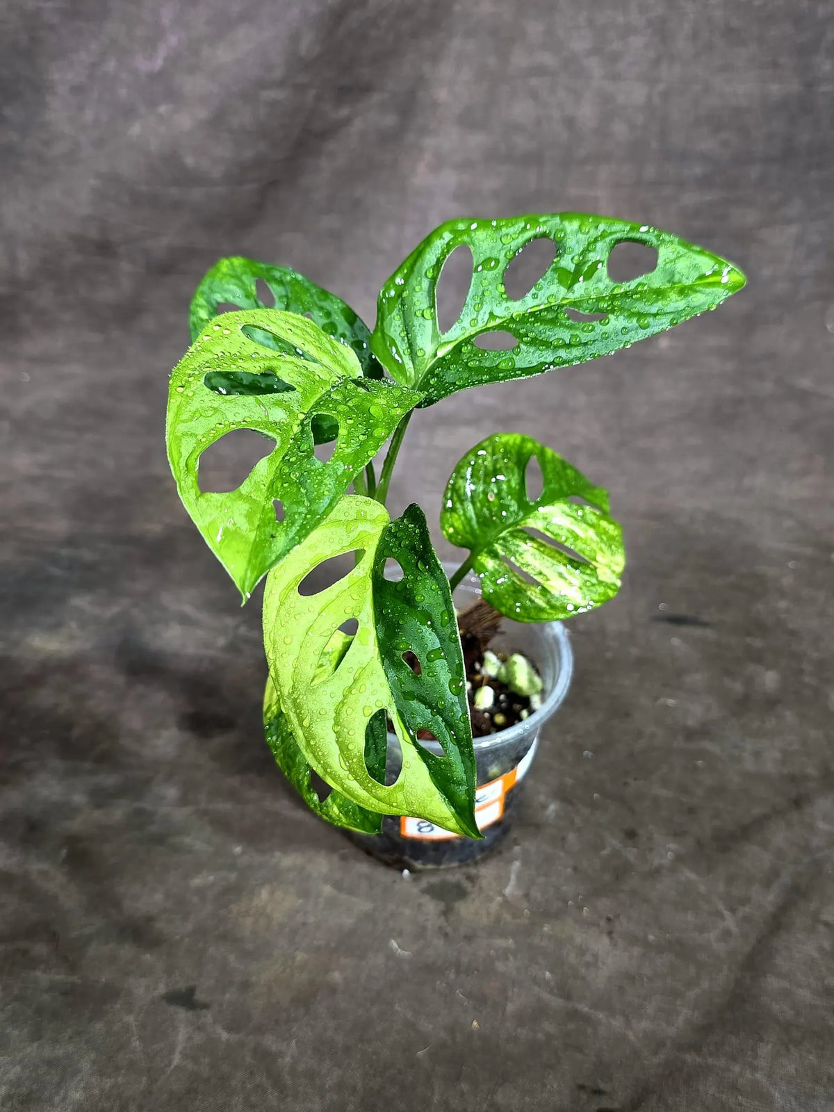 Monstera Adansonii Aurea Variegated (Oct-8-5)