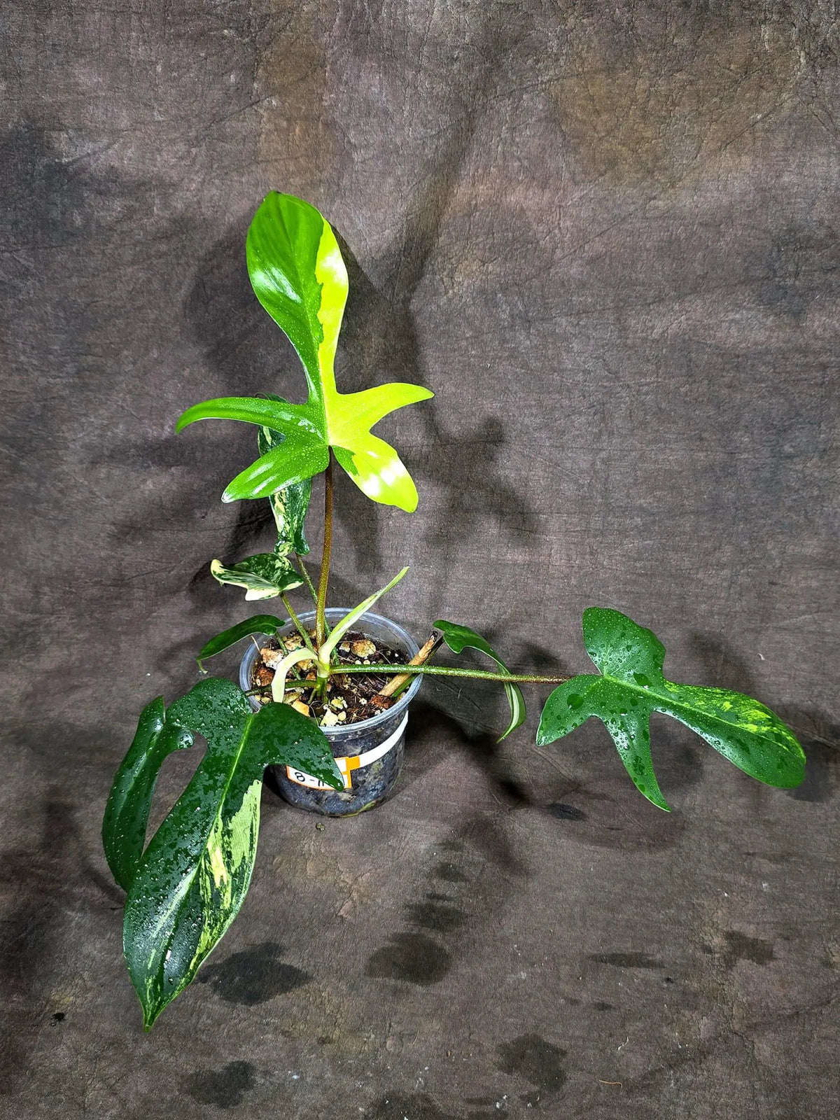 Variegated Philodendron Florida Beauty (Oct-8-11)