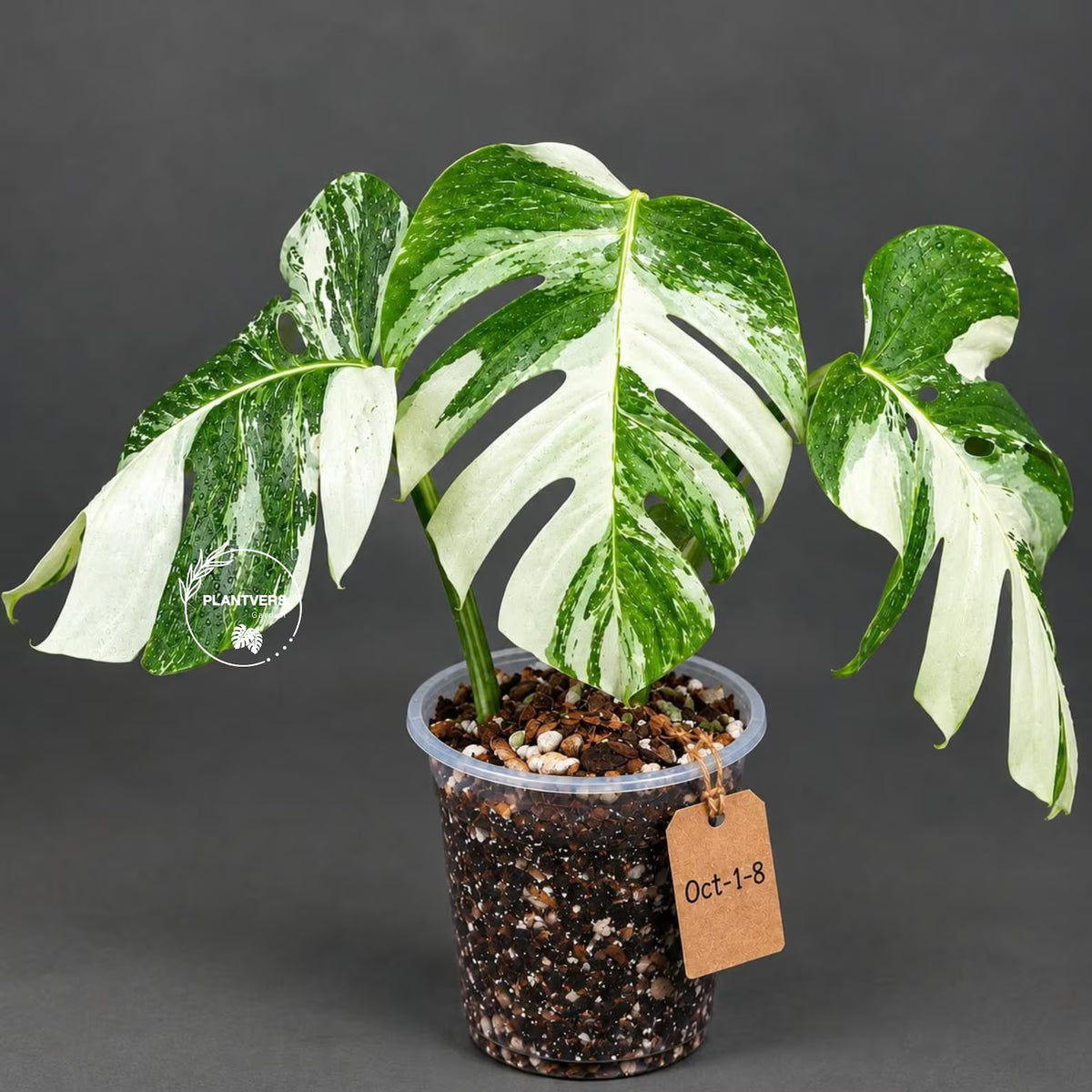 Rare Variegated Monstera Albo Borsigiana Live Plant - Collector Grade - Exact Cut Or Plant