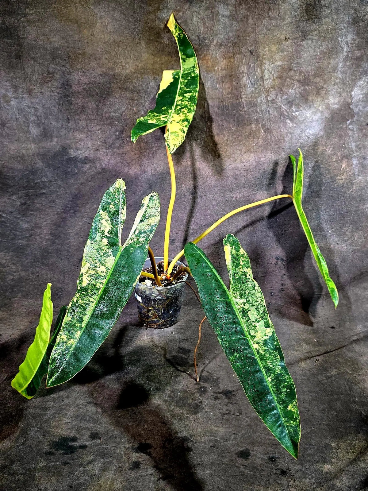 Philodendron Billietiae Variegated (Oct-8-14-ER)