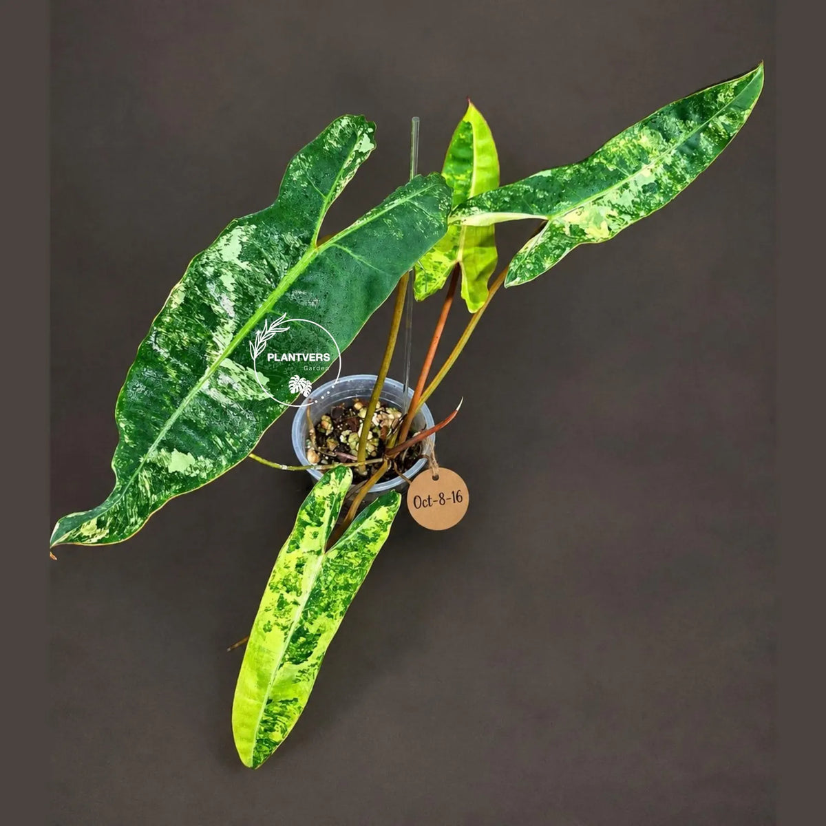 Philodendron Billietiae Variegated (Oct-8-16-ER)