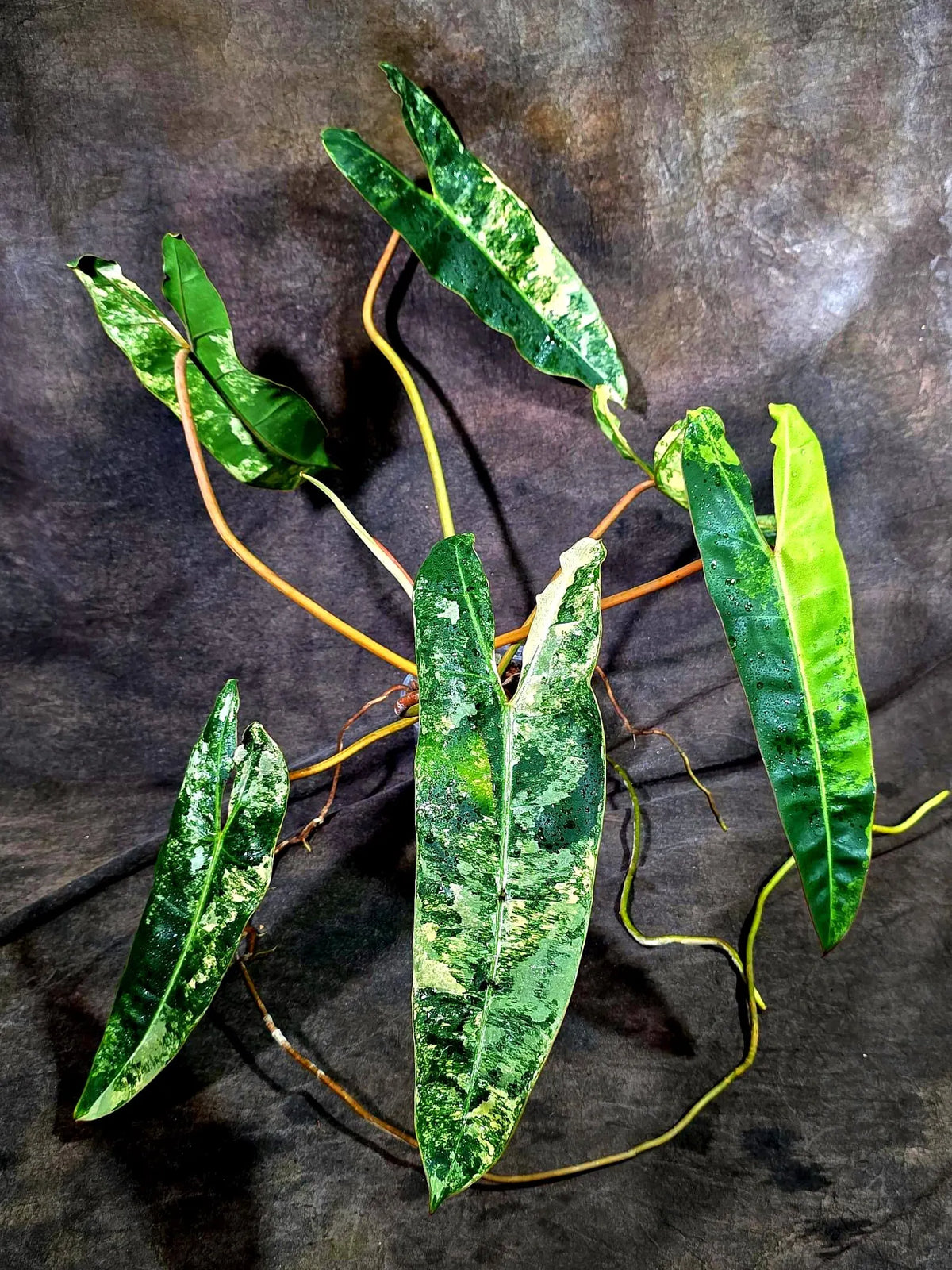 Philodendron Billietiae Variegated (Oct-8-17-ER)