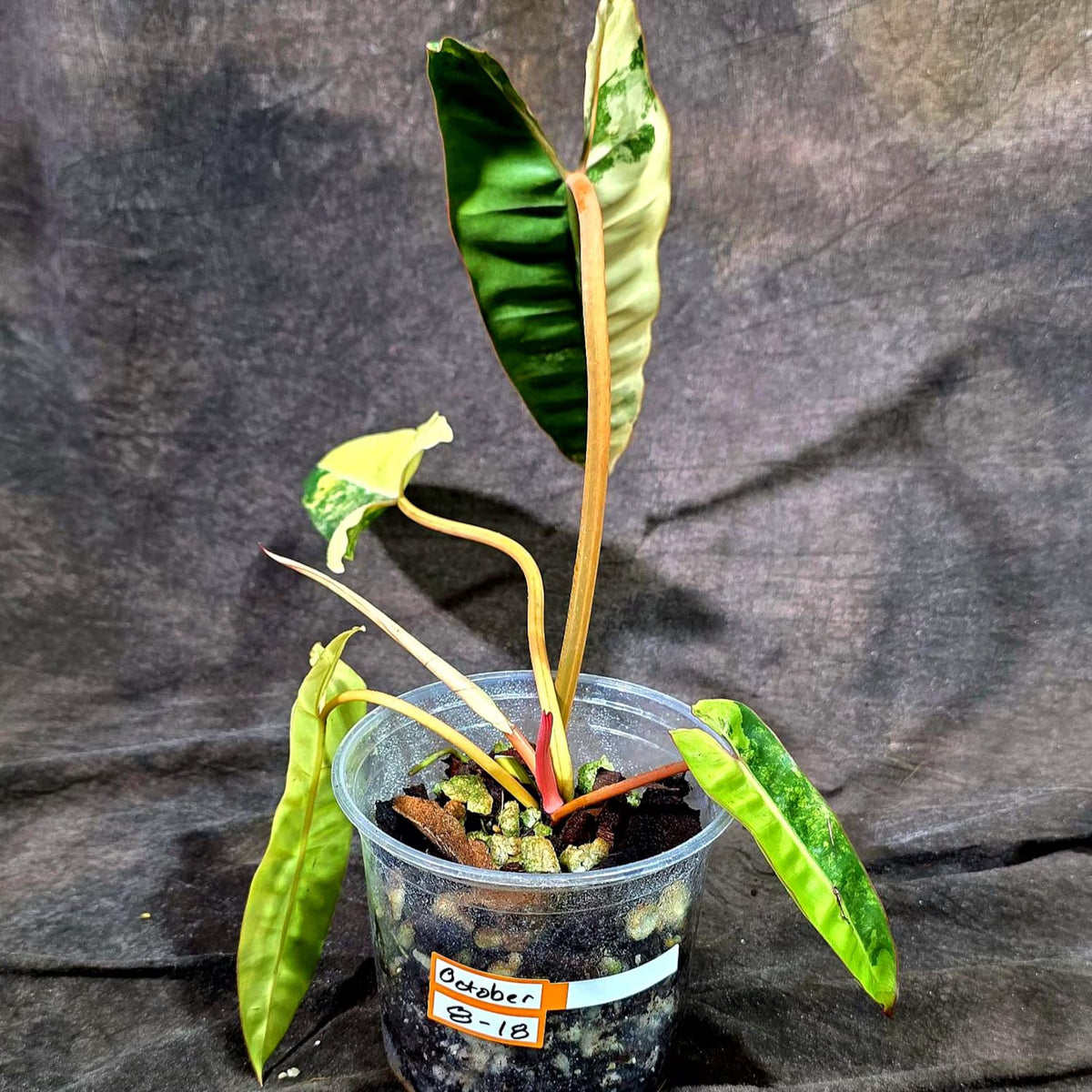 Philodendron Billietiae Variegated (Oct-8-18-ER)