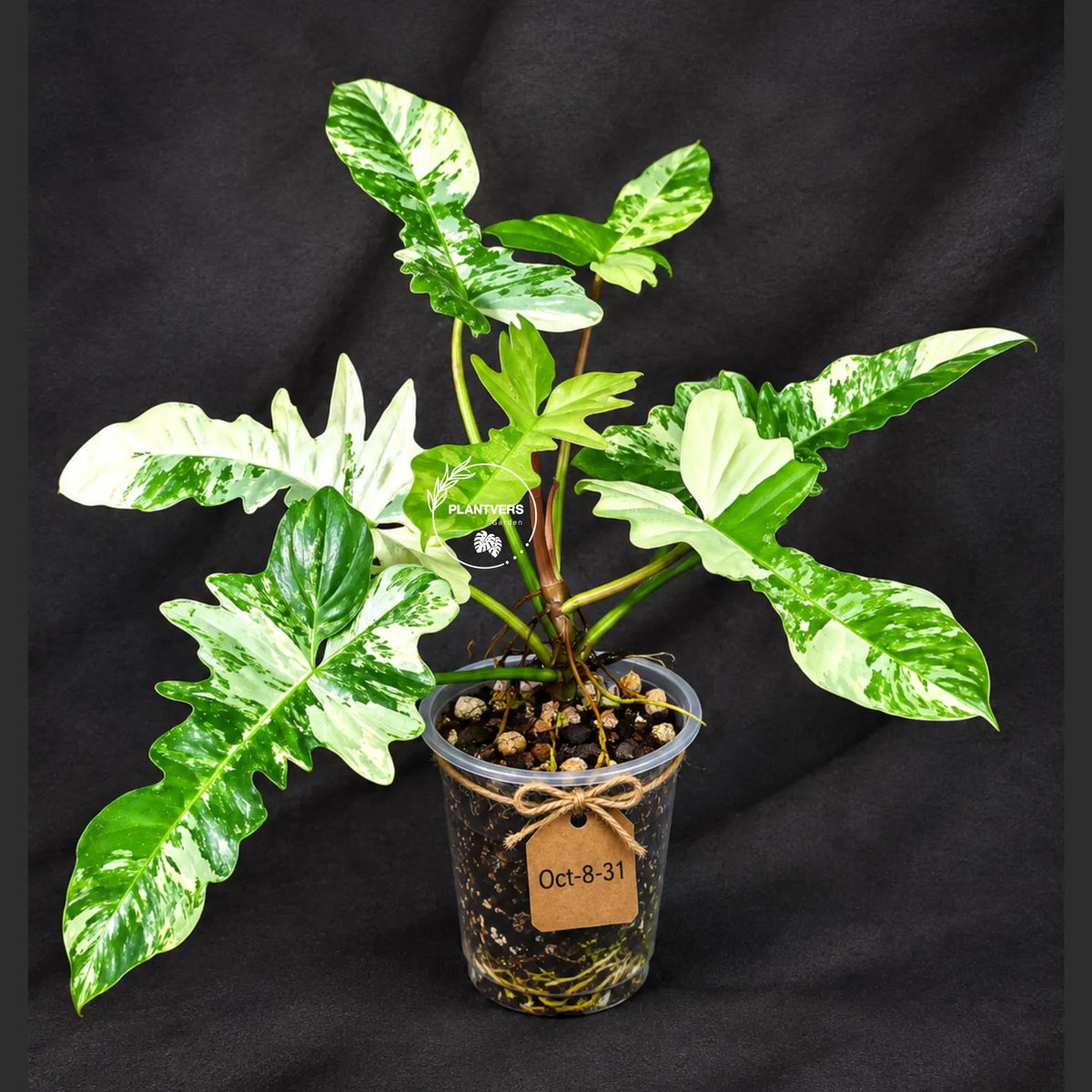Philodendron Florida Beauty x Mayoi Variegated (Oct-8-31 )