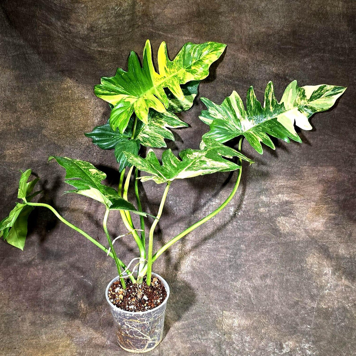 Philodendron Florida Beauty x Mayoi Variegated (Oct-8-33 )