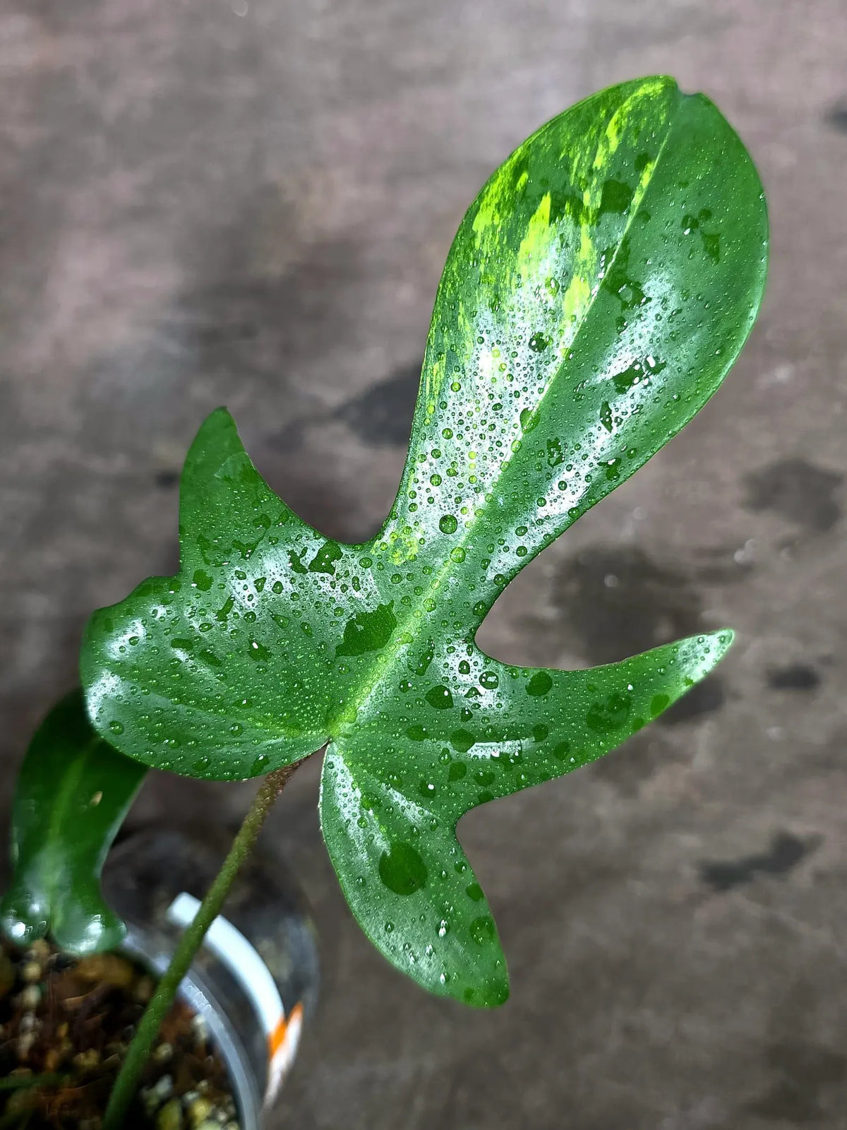 Variegated Philodendron Florida Beauty (Oct-8-11)