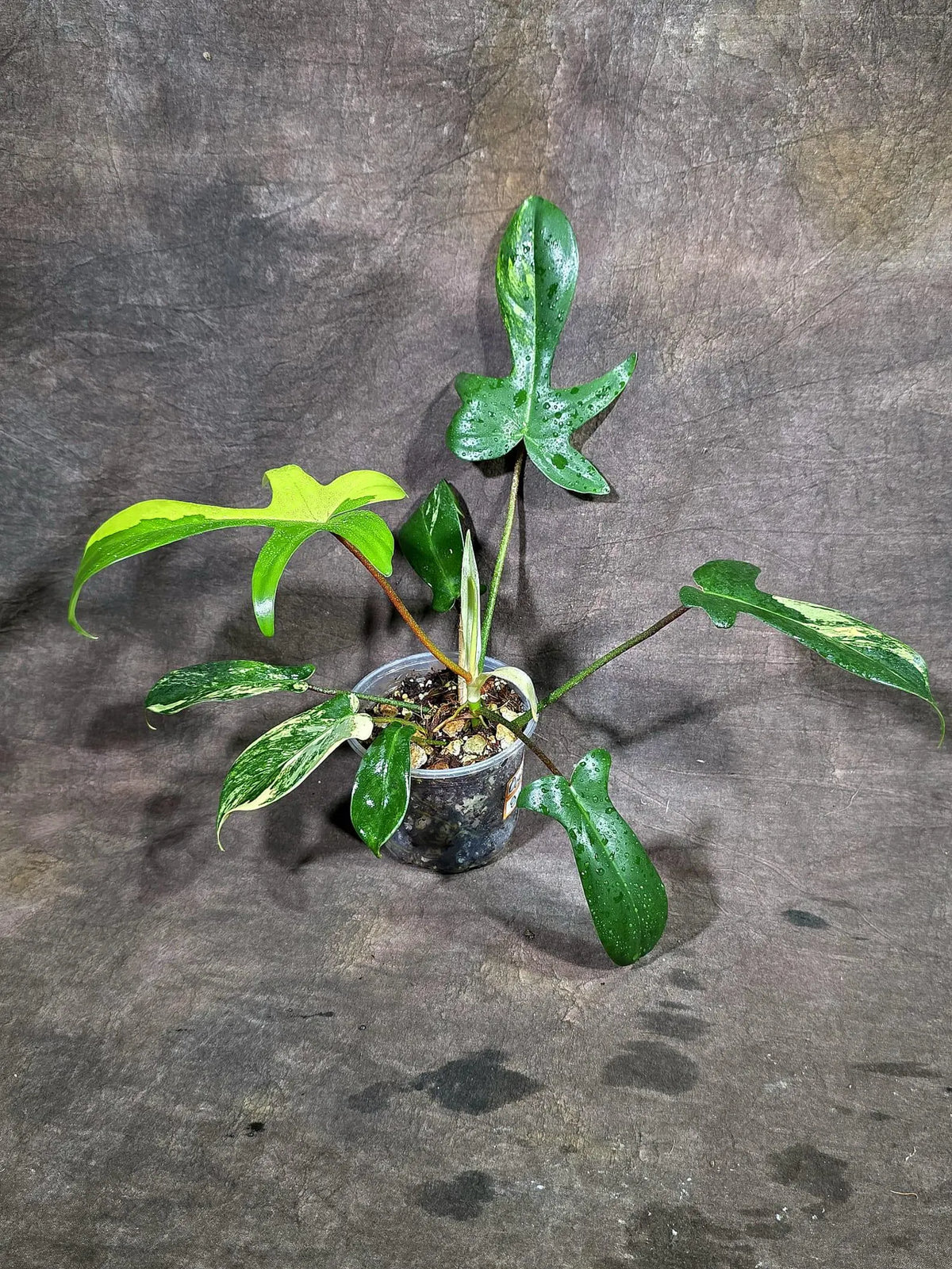 Variegated Philodendron Florida Beauty (Oct-8-11)