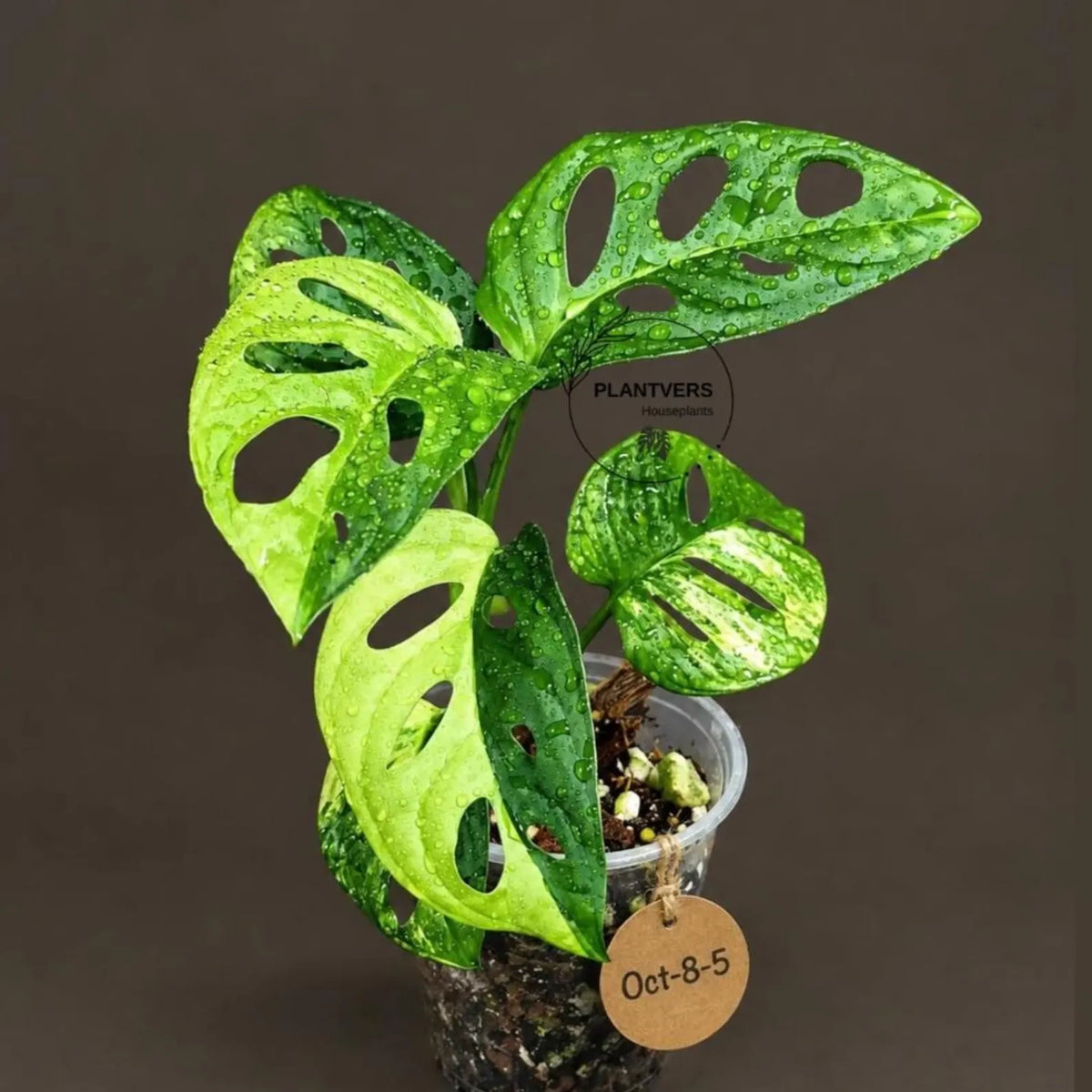 Monstera Adansonii Aurea Variegated (Oct-8-5)