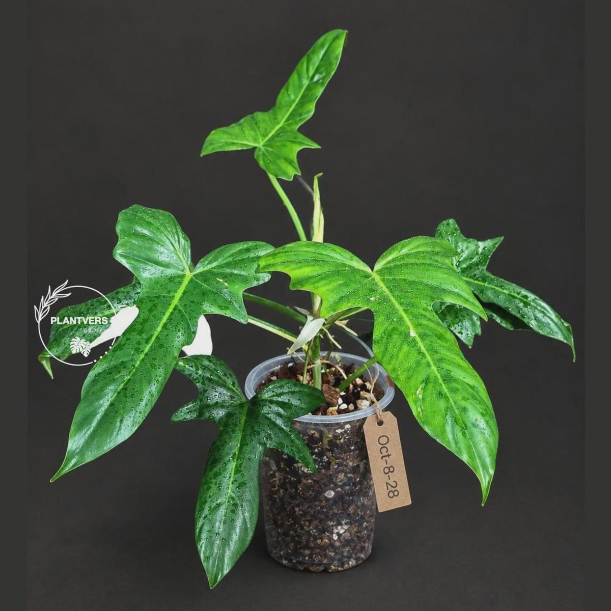 Philodendron Golden Dragon Variegated Potted Plant - Rare Indoor Plants - EXACT Same plant - US Seller