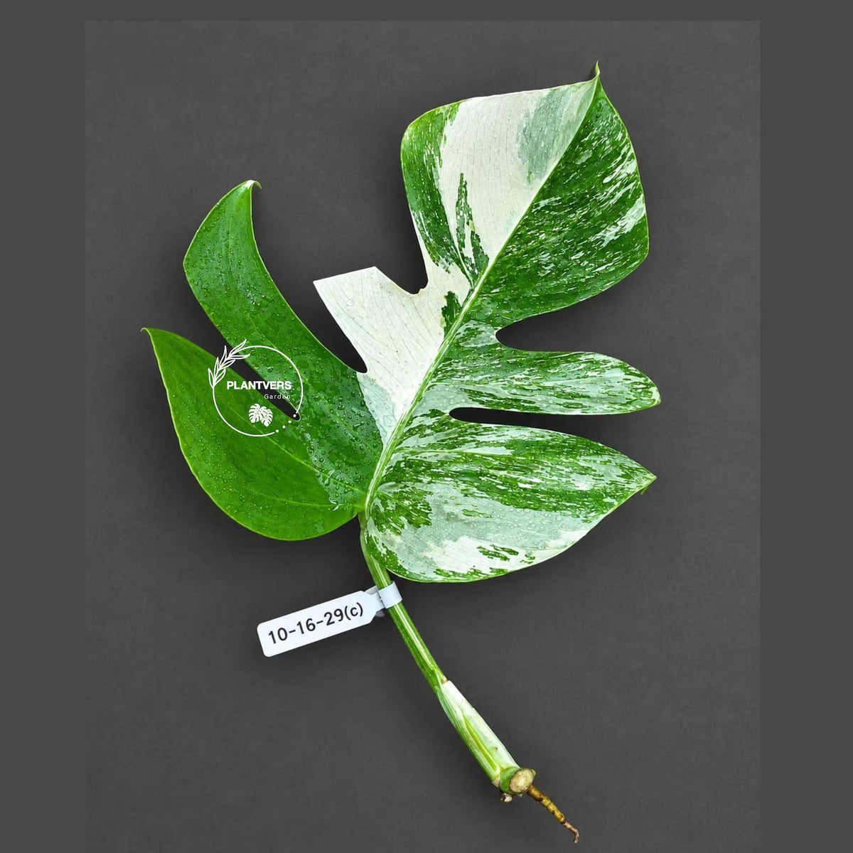 Rare Variegated Monstera Albo Borsigiana Live Plant - Collector Grade - Exact Cut Or Plant