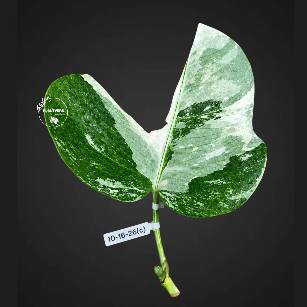 Rare Variegated Monstera Albo Borsigiana Live Plant - Collector Grade - Exact Cut Or Plant