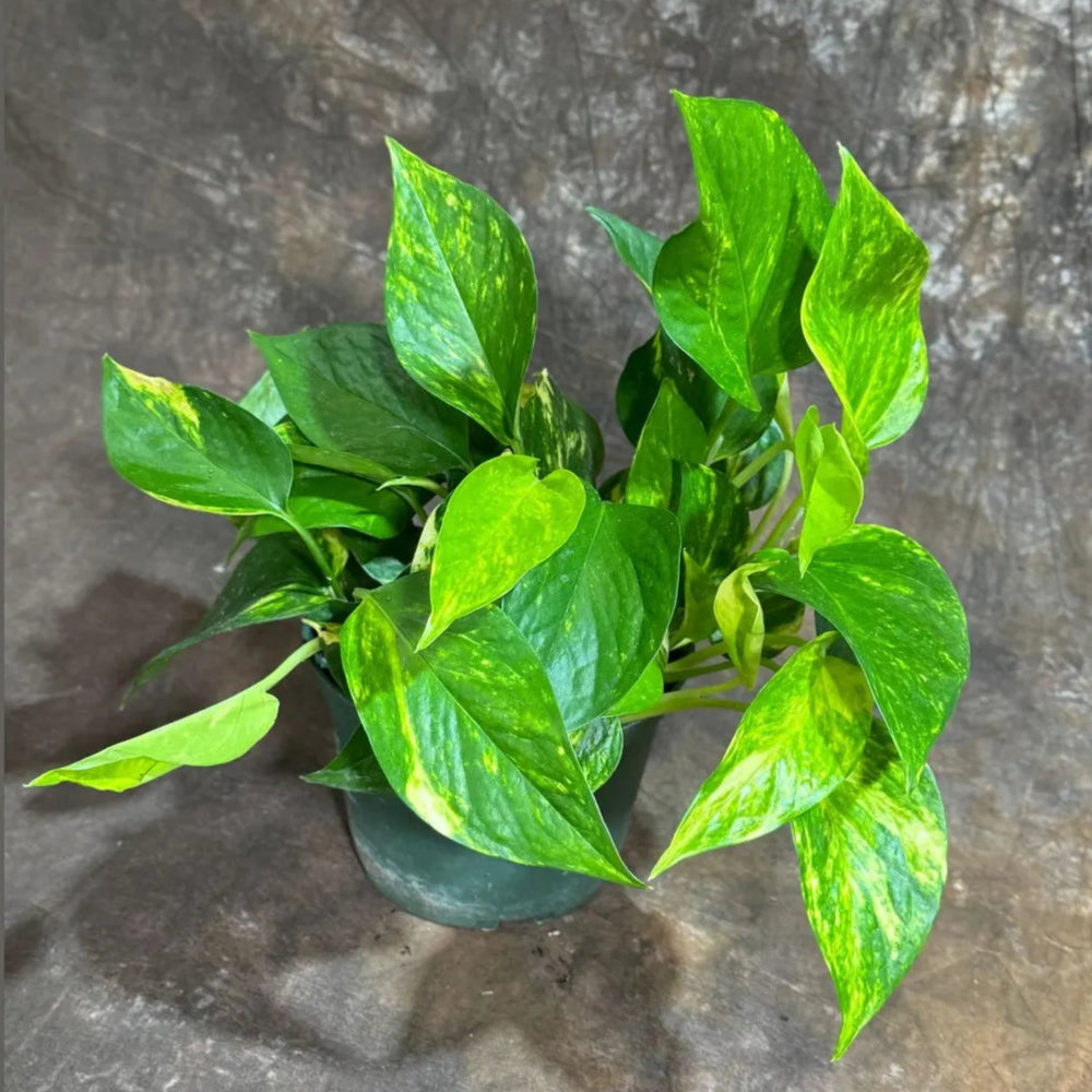 Golden Pothos in a 4" & 6" Nursery Pot - Easy Care Houseplant - Low light Indoor Plant - Desk / Shelf / Hanging Basket Plant / Air purifier plant