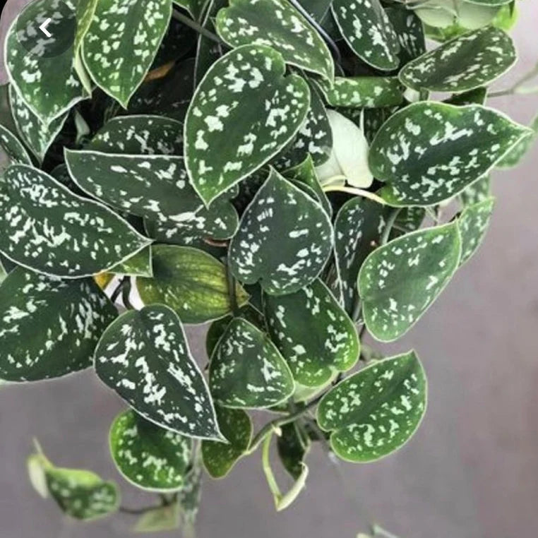 Rare Pothos cuttings Mix- Marble Pothos, Heart Leaf Philodendron, Silver Pothos, Njoy, Cebu Blue, Neon, Tradescantia, Pick and Choose