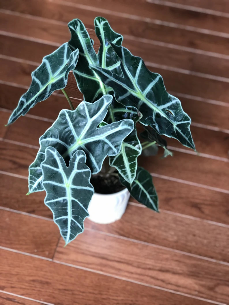 Alocasia Polly - Large Alocasia Plant - Low Light Indoor Plants - Alocasia Houseplant - Gift Plant