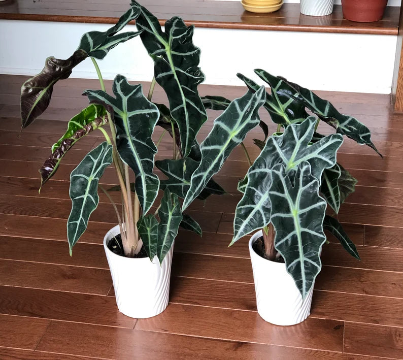 Alocasia Polly - Large Alocasia Plant - Low Light Indoor Plants - Alocasia Houseplant - Gift Plant