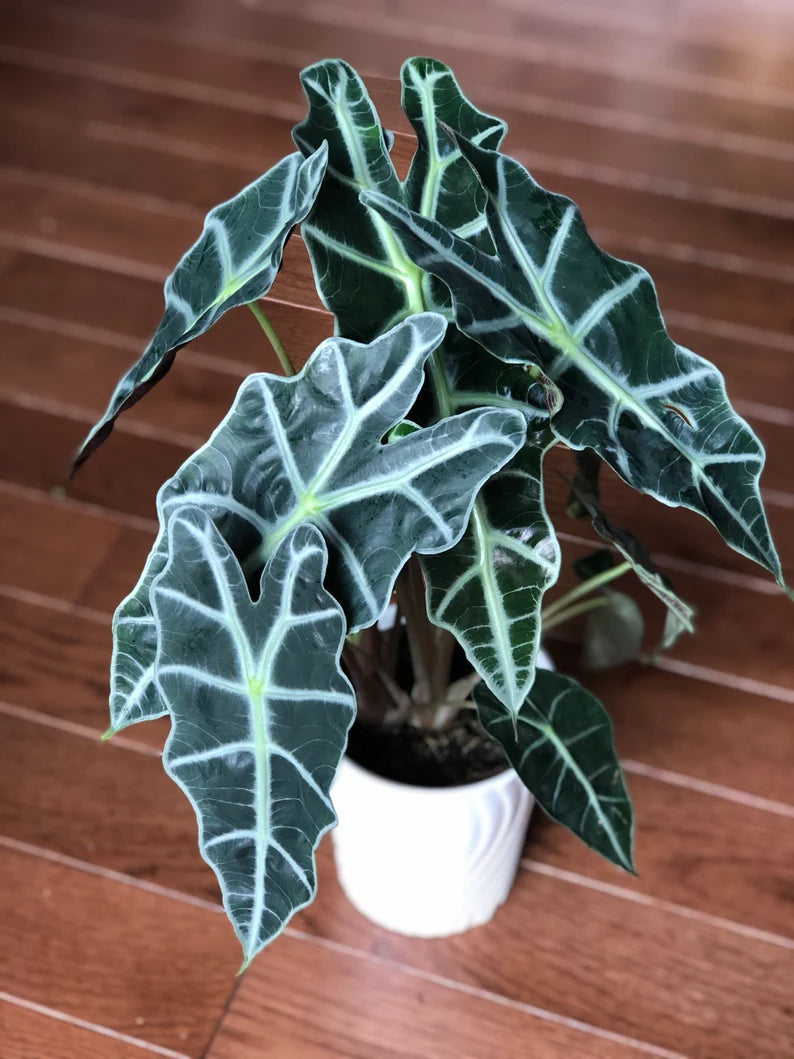 Alocasia Polly - Large Alocasia Plant - Low Light Indoor Plants - Alocasia Houseplant - Gift Plant