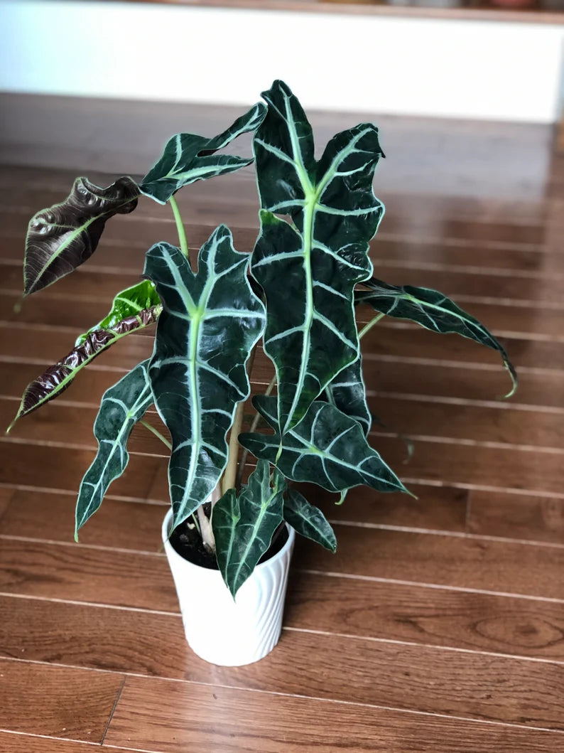Alocasia Polly - Large Alocasia Plant - Low Light Indoor Plants - Alocasia Houseplant - Gift Plant