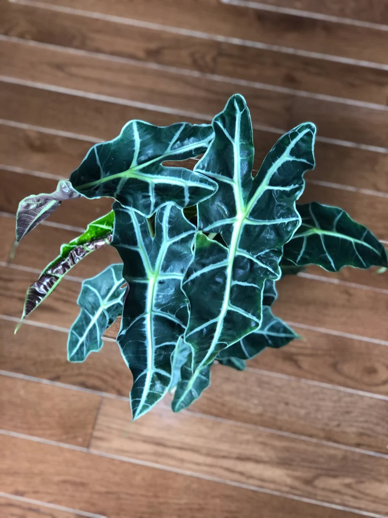 Alocasia Polly - Large Alocasia Plant - Low Light Indoor Plants - Alocasia Houseplant - Gift Plant