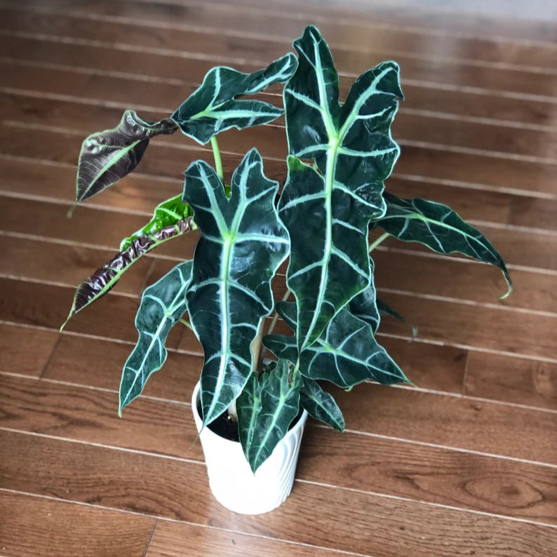Alocasia Polly - Large Alocasia Plant - Low Light Indoor Plants - Alocasia Houseplant - Gift Plant