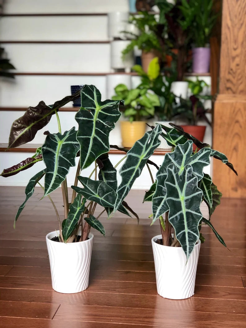 Alocasia Polly - Large Alocasia Plant - Low Light Indoor Plants - Alocasia Houseplant - Gift Plant