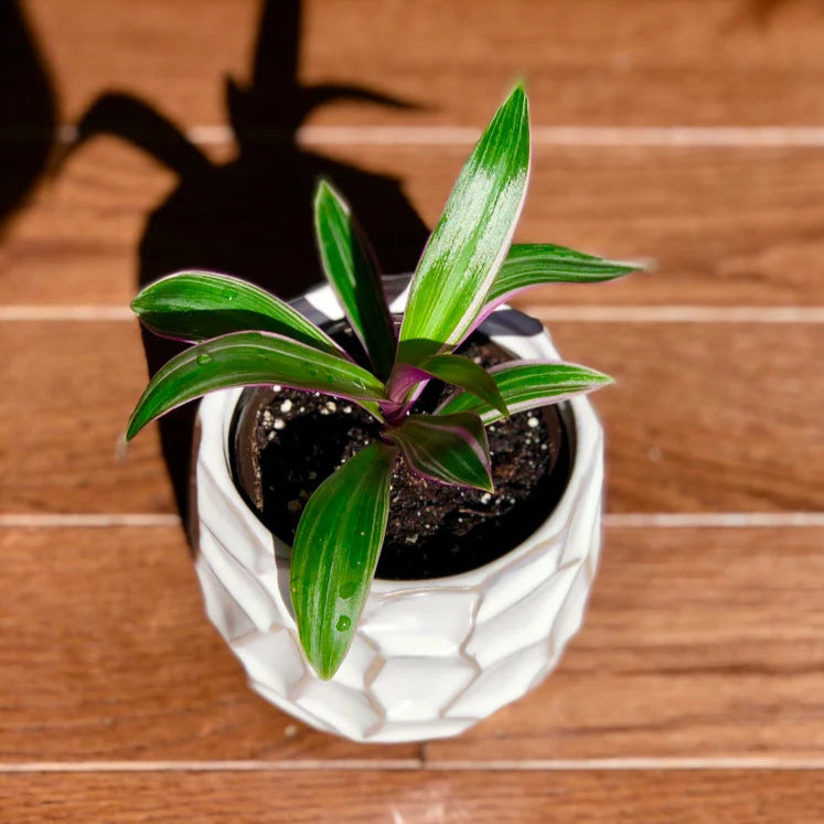 Rare Tradescantia - Rare Purple Variegated Wandering Jew - Mosses in the Cradle - Beautiful Easy Care Indoor Plant - Rare Plant