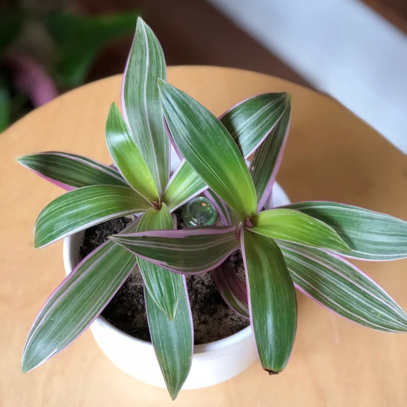 Rare Tradescantia - Rare Purple Variegated Wandering Jew - Mosses in the Cradle - Beautiful Easy Care Indoor Plant - Rare Plant