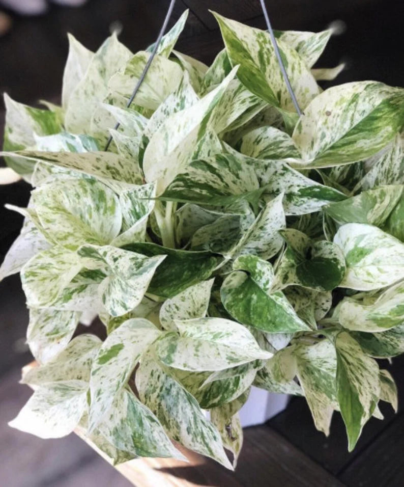 Rare Pothos cuttings Mix- Marble Pothos, Heart Leaf Philodendron, Silver Pothos, Njoy, Cebu Blue, Neon, Tradescantia, Pick and Choose