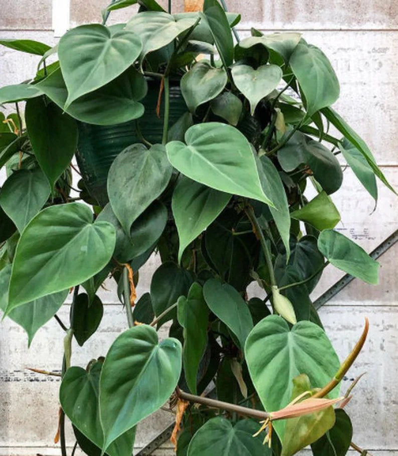 Rare Pothos cuttings Mix- Marble Pothos, Heart Leaf Philodendron, Silver Pothos, Njoy, Cebu Blue, Neon, Tradescantia, Pick and Choose