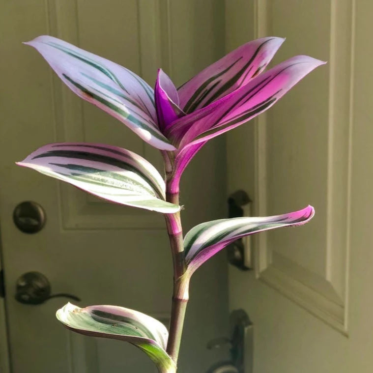 Rare Pothos cuttings Mix- Marble Pothos, Heart Leaf Philodendron, Silver Pothos, Njoy, Cebu Blue, Neon, Tradescantia, Pick and Choose