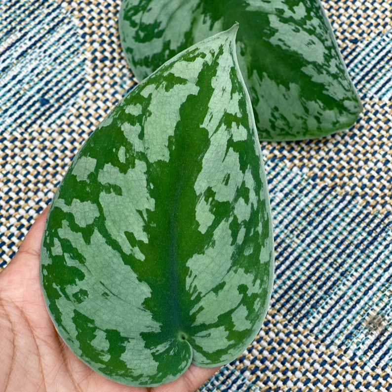 Scindapsus Silver Exotica - RARE Indoor Vining Plant - Easy Care Low Light Houseplant - Exotic Silver Scindapsus Plant