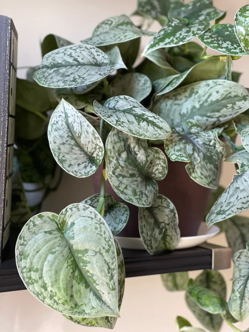 Scindapsus Silver Exotica - RARE Indoor Vining Plant - Easy Care Low Light Houseplant - Exotic Silver Scindapsus Plant