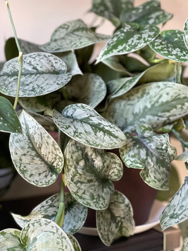 Scindapsus Silver Exotica - RARE Indoor Vining Plant - Easy Care Low Light Houseplant - Exotic Silver Scindapsus Plant