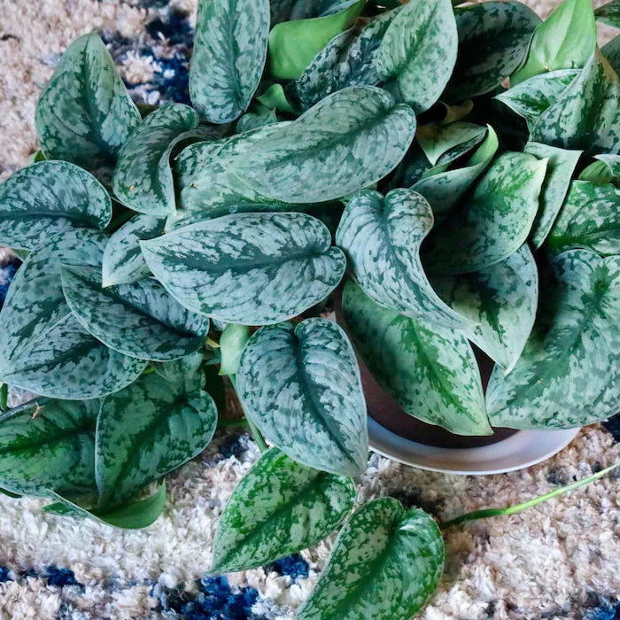 Scindapsus Silver Exotica - RARE Indoor Vining Plant - Easy Care Low Light Houseplant - Exotic Silver Scindapsus Plant