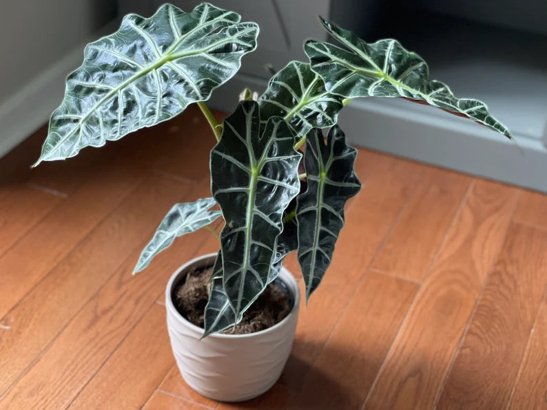 Alocasia Polly - Large Alocasia Plant - Low Light Indoor Plants - Alocasia Houseplant - Gift Plant