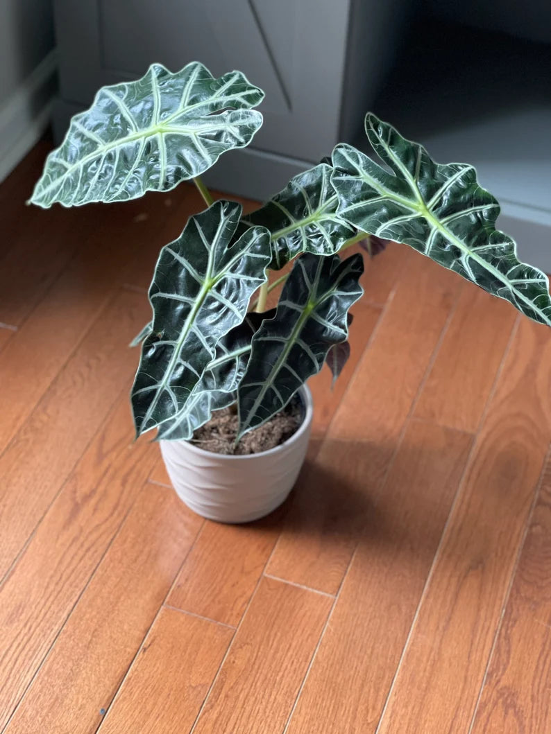Alocasia Polly - Large Alocasia Plant - Low Light Indoor Plants - Alocasia Houseplant - Gift Plant