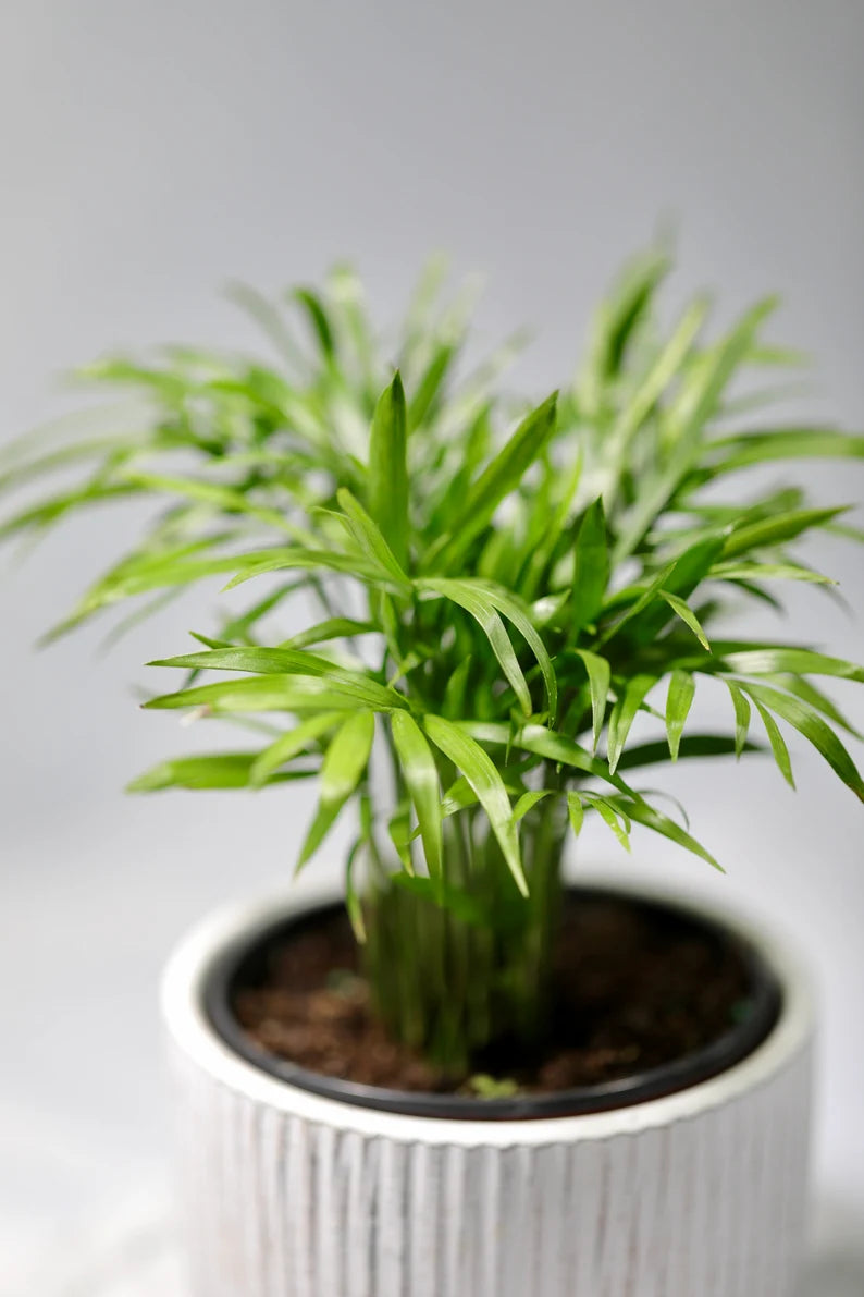 Parlor Palm Indoor Plant - Easy Care Low Light Houseplant - Air Purifier Plant - Chamaedorea Elegans - Gift Plant For Housewarming Gift