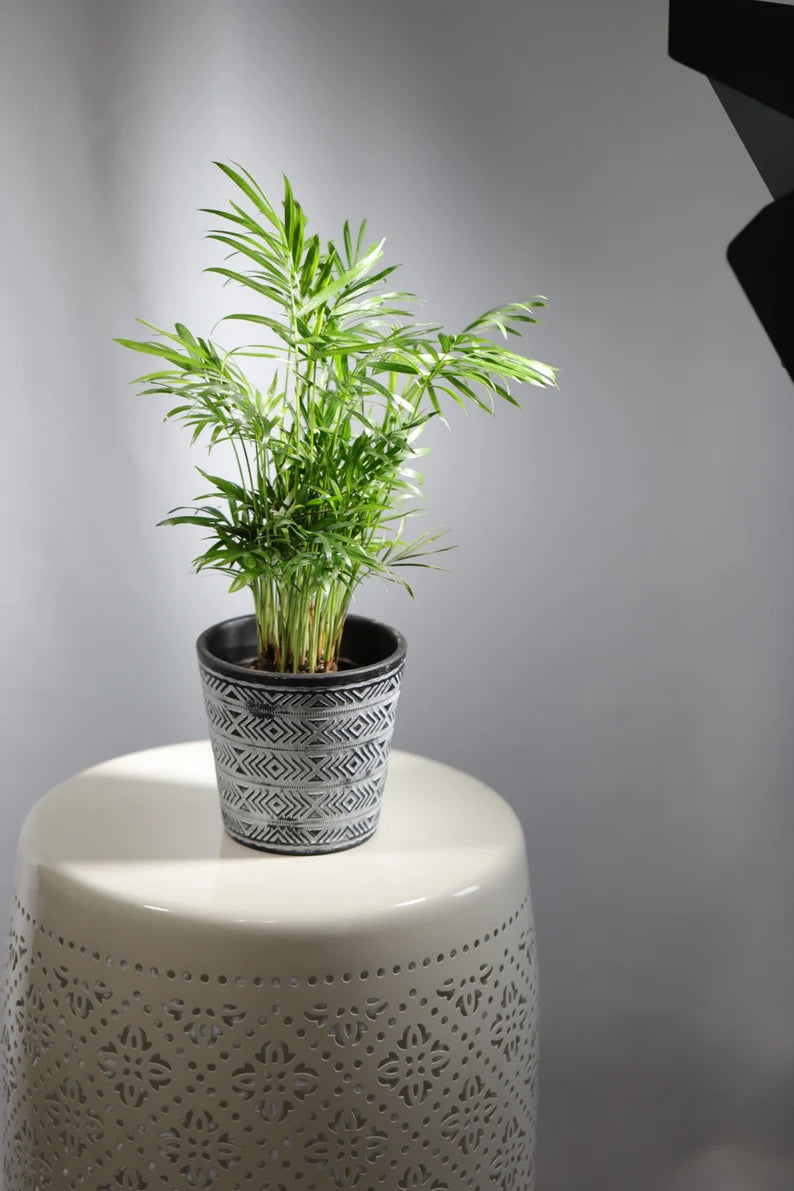 Parlor Palm Indoor Plant - Easy Care Low Light Houseplant - Air Purifier Plant - Chamaedorea Elegans - Gift Plant For Housewarming Gift
