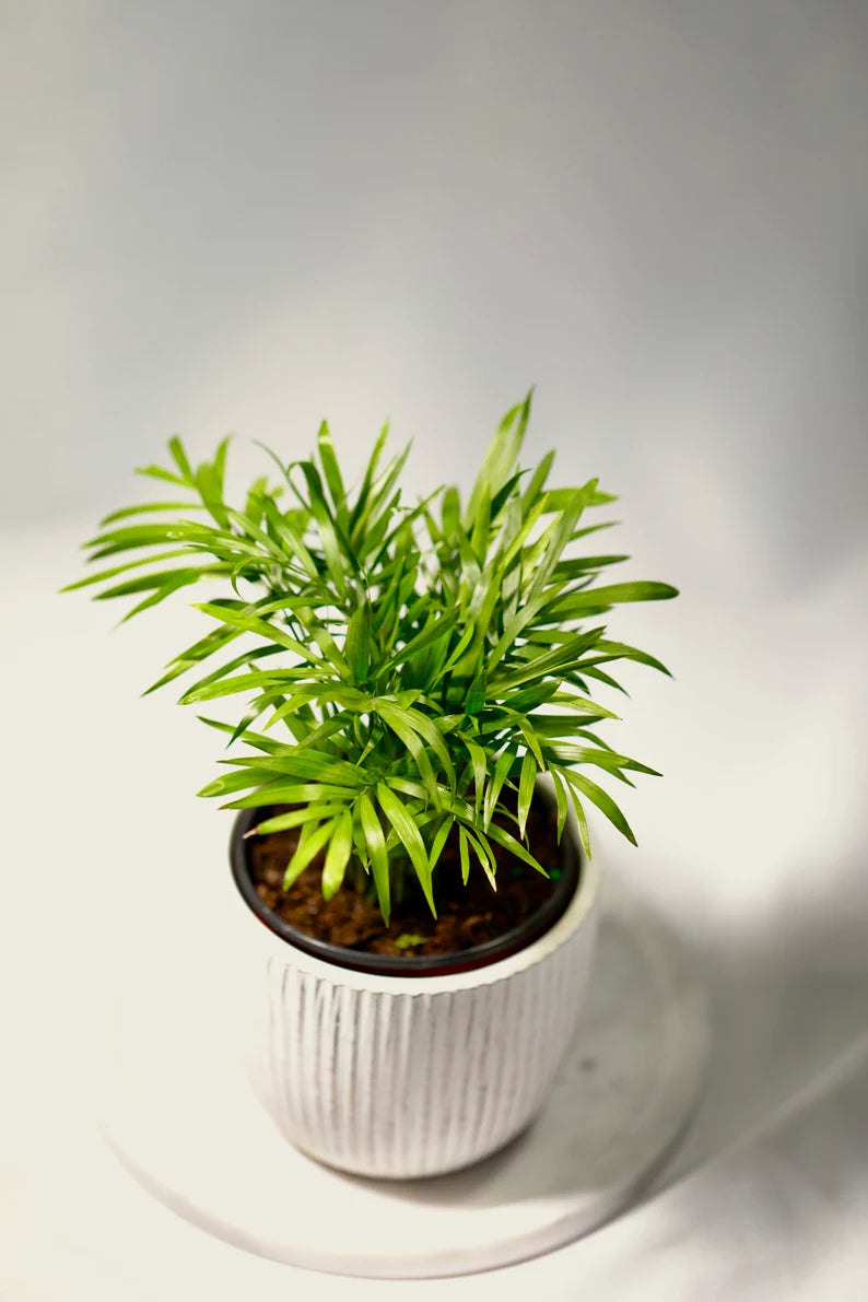 Parlor Palm Indoor Plant - Easy Care Low Light Houseplant - Air Purifier Plant - Chamaedorea Elegans - Gift Plant For Housewarming Gift