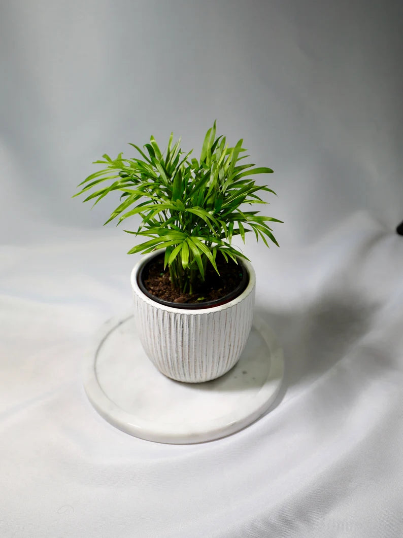 Parlor Palm Indoor Plant - Easy Care Low Light Houseplant - Air Purifier Plant - Chamaedorea Elegans - Gift Plant For Housewarming Gift
