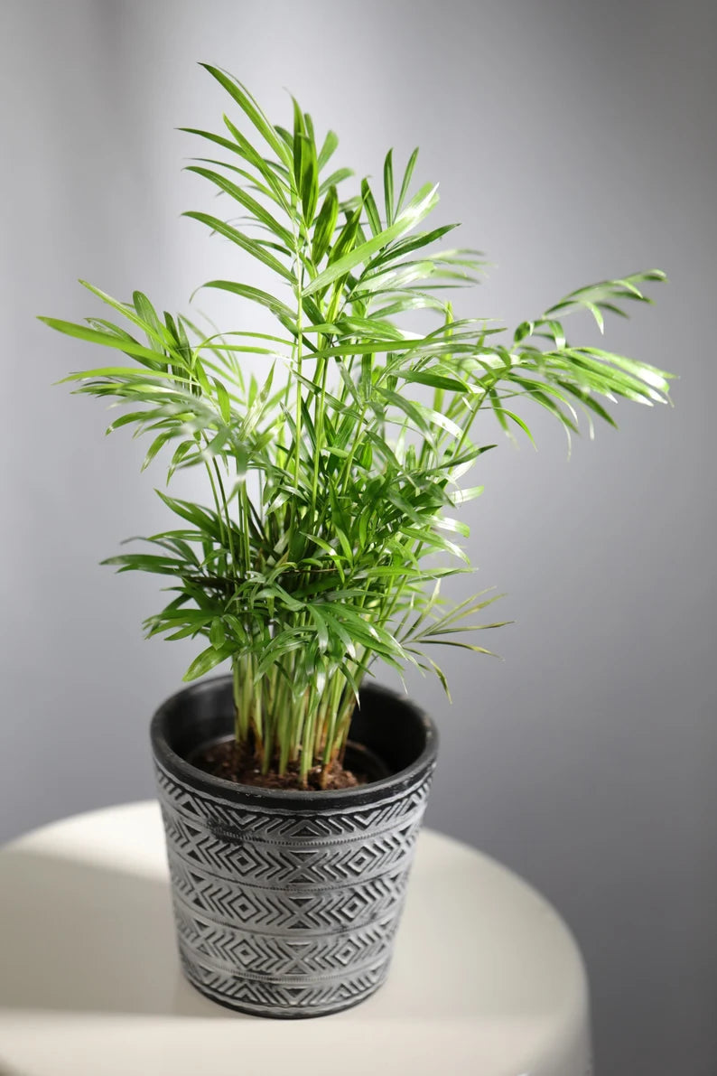 Parlor Palm Indoor Plant - Easy Care Low Light Houseplant - Air Purifier Plant - Chamaedorea Elegans - Gift Plant For Housewarming Gift