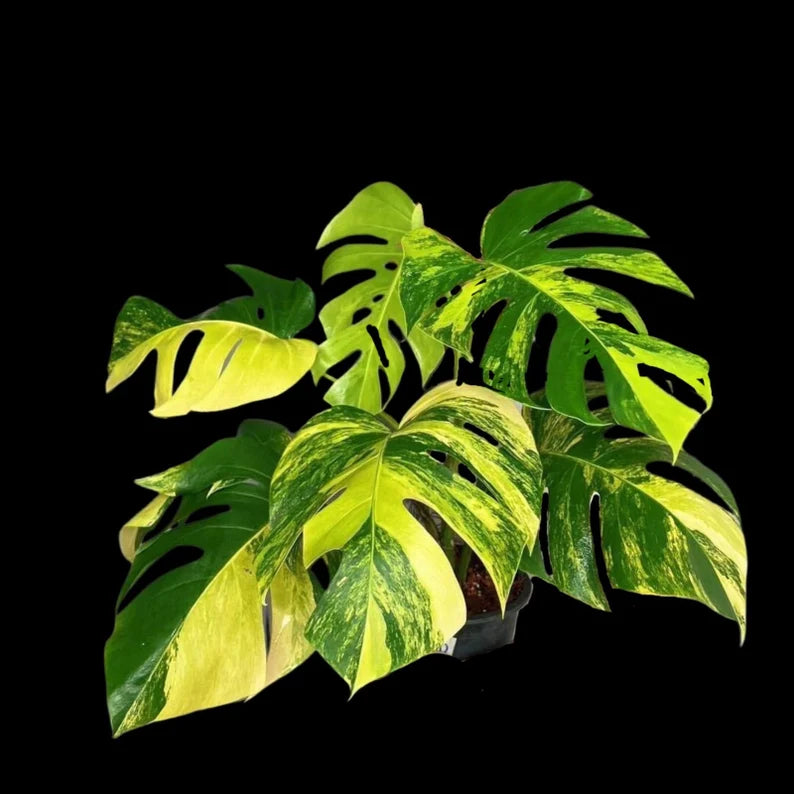 Monstera Borsigiana Aurea Variegated Cutting - Monstera Aurea Variegata - Monstera Marmota Cuts - Exact Same Cut - US Seller