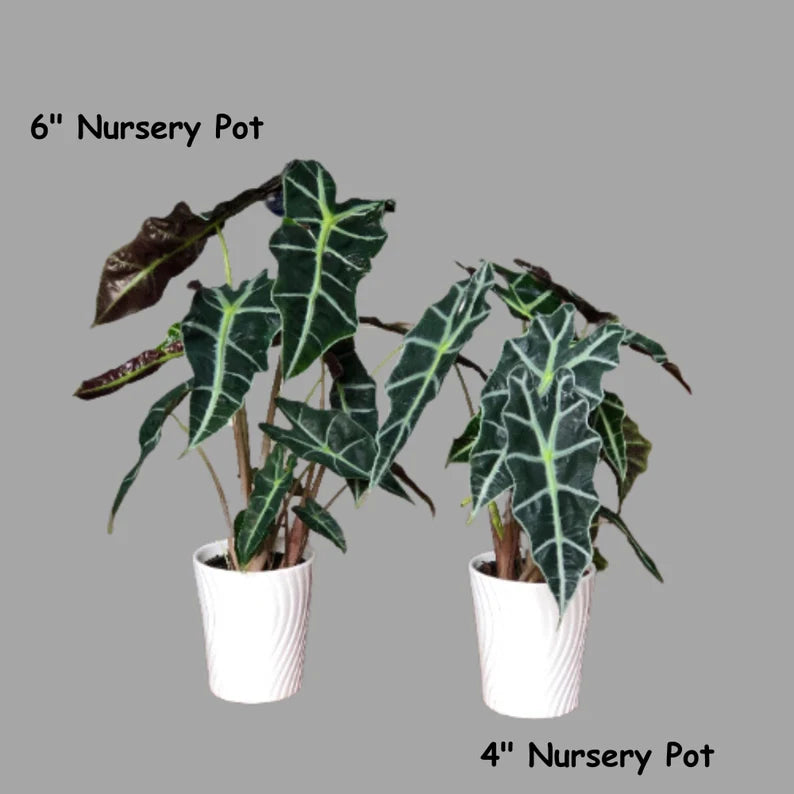 Alocasia Polly - Large Alocasia Plant - Low Light Indoor Plants - Alocasia Houseplant - Gift Plant