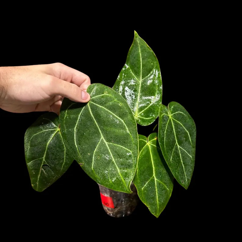 Anthurium Clarinervium Plant in a Nursery Pot - Live Anthurium Houseplant - Rare Aroids - Crystal Anthurium - Indoor Plant - US Seller