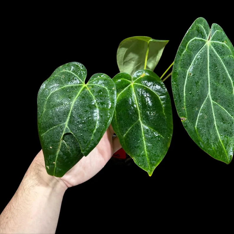 Anthurium Clarinervium Plant in a Nursery Pot - Live Anthurium Houseplant - Rare Aroids - Crystal Anthurium - Indoor Plant - US Seller