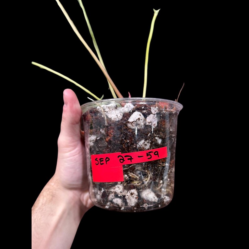 Anthurium Clarinervium Plant in a Nursery Pot - Live Anthurium Houseplant - Rare Aroids - Crystal Anthurium - Indoor Plant - US Seller